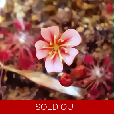 Drosera australis Pink flowers red veins, 10+ gemmae